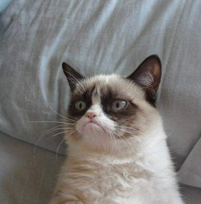 Grumpy Cat - Create Funny Grumpy Cat Memes using Cramems meme maker - CRAMEMS MEMES