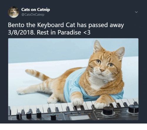 Keyboard Cat Memes Keyboard cat is an orange taddy cat featured in a video and is really funny. CRAMEMS MEMES