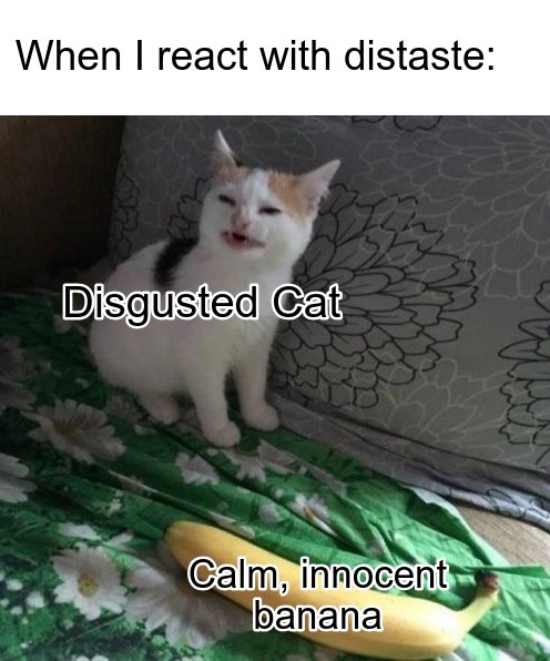 cat memes funny cat memes are so fun to read. CRAMEMS MEMES
